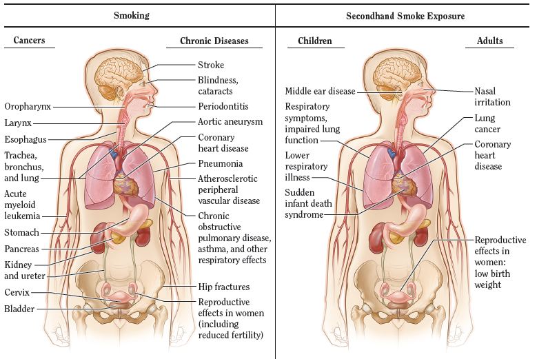 effects of smoking. Effects Smoking: smoking